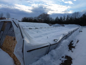 winter16_greenhouse4