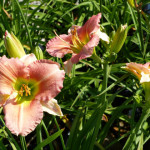 daylilies_pink2