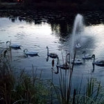 swans_dusk