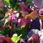 bergenia