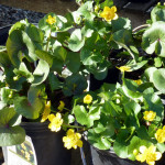 marsh_marigold