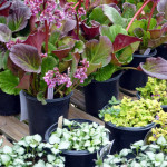 bergenia_lamium