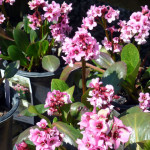 bergenias_blooming