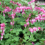 bleeding_heart