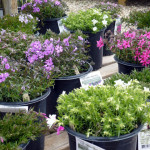 creeping_phlox