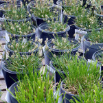 grasses