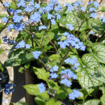 jack_frost