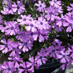 purple_phlox