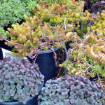 sedums