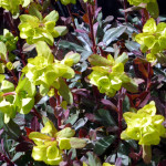 spurge