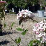 viburnum_blooming