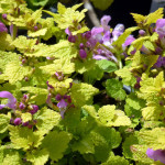yellow_dead_nettle