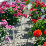 geraniums_gd1
