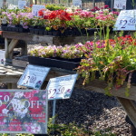 annuals1