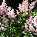 astilbe