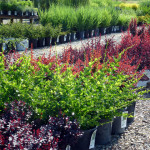 berberis