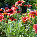 blanketflower