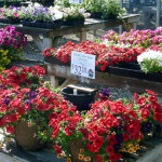 color_bowl