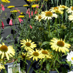 coneflowers