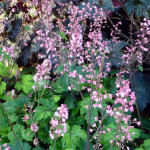 coralbell
