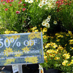 coreopsis1