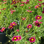 coreopsis2