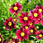 coreopsis2
