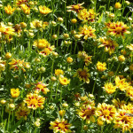 coreopsis3