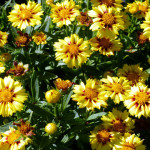 coreopsis3