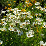 coreopsis4