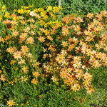 coreopsis5
