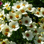 coreopsis5