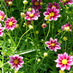 coreopsis6