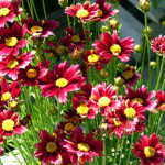 coreopsis7