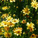 coreopsis8