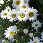 daisy