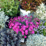 dianthus_sedum_sage