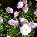 evening_prime_rose