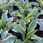 hosta