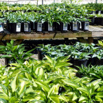 hostas
