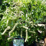 itea