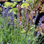 lavender