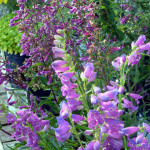 penstemon