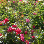 roses