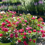 roses_veronicas