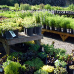 sedum_coreo_nepata