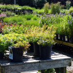 sedums