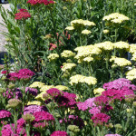yarrow