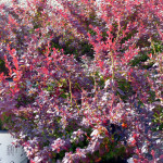 berberis