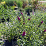 butterfly_bush